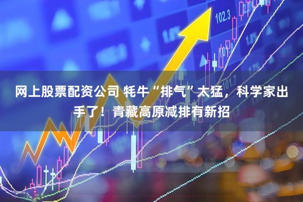 网上股票配资公司 牦牛“排气”太猛，科学家出手了！青藏高原减排有新招